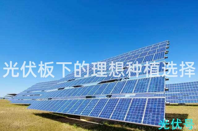 光伏板下的理想种植选择